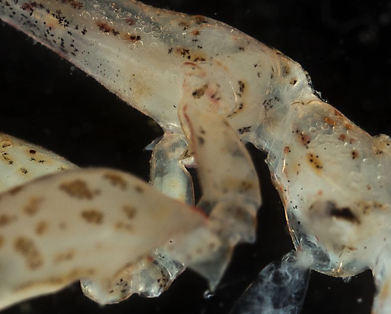 Bruingevlekte spookkreeft, detail met stekel tussen schaarpoten 