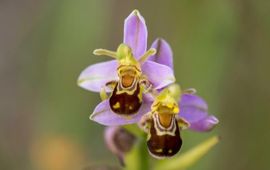 Natuurwijzer Orchidee