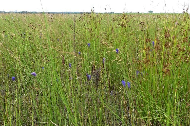 Plaatselijk komt de klokjesgentiaan al goed tot ontwikkeling, samen met veldrus en blauwe knoop