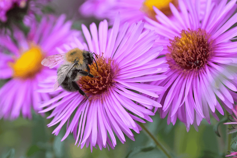 De akkerhommel (Bombus pascuorum) wordt veel gezien in Nederland