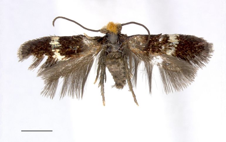 Mannetje goudfranjedwergmot (Bohemannia auriciliella), Noord-Brabant, Riethoven, 26 juni 2015, Frans Groenen