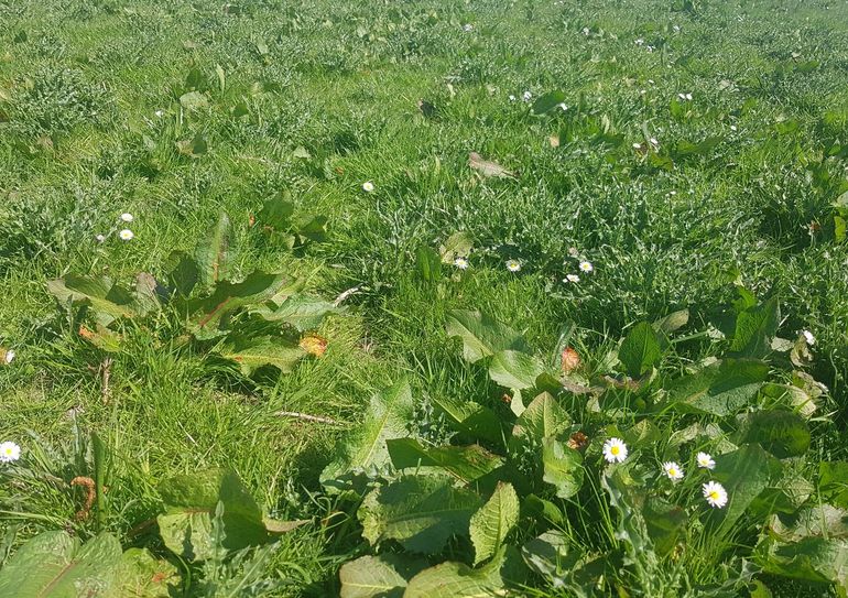 Dominantie van Ridderzuring in de Eemlandpolder