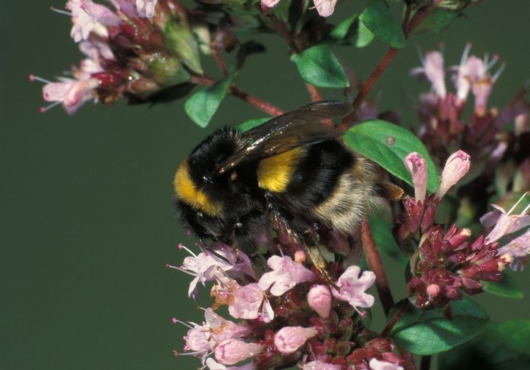 De aardhommel is een van de meest algemene hommels