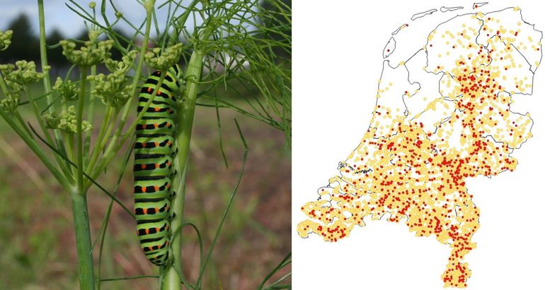 De waarnemingen van de koninginnenpage vanaf 2020. De grotere oranje stippen zijn vlinders, de kleinere rode rupsen