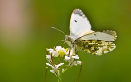 Rudmer Zwerver, Saxifraga Oranjetipje