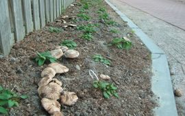 Gekweekte champignons in Heerhugowaard