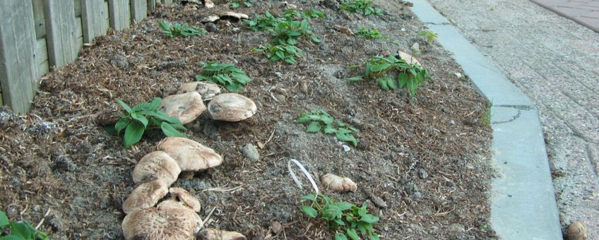 Gekweekte champignons in Heerhugowaard