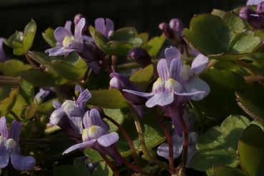 Bloemen muurleeuwenbek