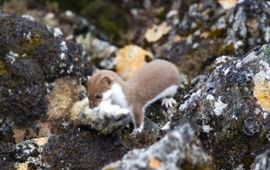 Andries Datema dwergwezel heeft een Siberische lemming gevangen
