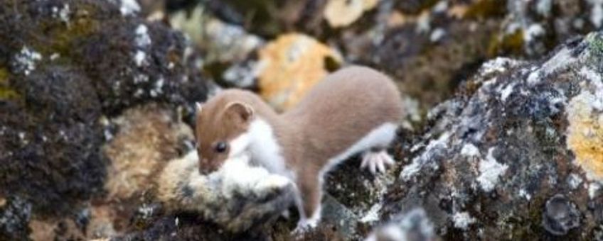 dwergwezel heeft een Siberische lemming gevangen
