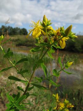 Hypericum perforatum, Sint Janskruid,