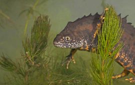 Kamsalamander