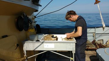 Sorteren van een bodemschaaf monster aan boord: de gevangen halfgeknotte strandschelpen worden gesorteerd in twee grootteklassen