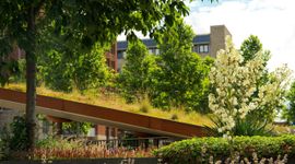 Natuurinclusief, groene stad, groene daken.