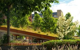 Natuurinclusief, groene stad, groene daken.