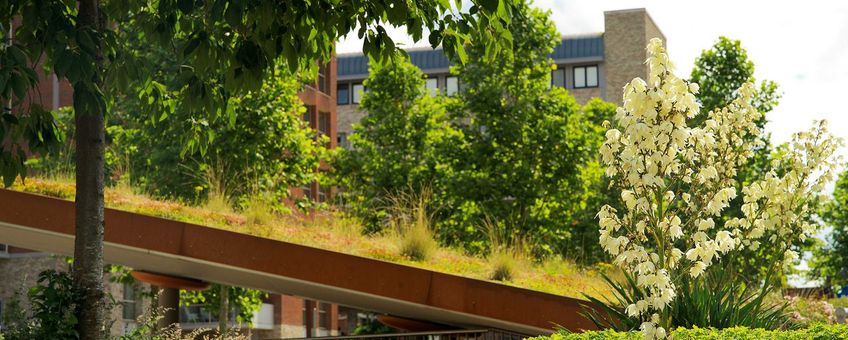 Natuurinclusief, groene stad, groene daken.