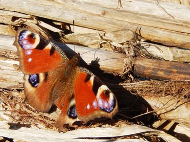 Bij lage tempperaturen zie je de vlinders vaak en lang 'zonnen' om voldoende warm te worden om te kunnen vliegen, zoals deze dagpauwoog