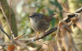 Heggenmus, Vogelbescherming Nederland