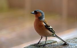 Hans Dekker, Saxifraga Fringilla coelebs. Vink
