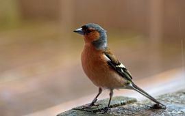 Fringilla coelebs. Vink