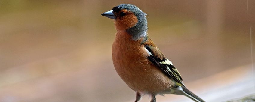 Fringilla coelebs. Vink