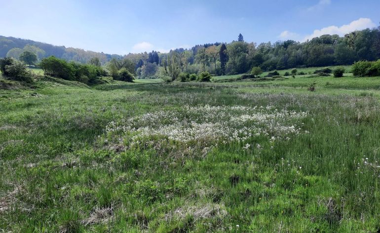 Ook in Limburg kunnen natuurlijke oplossingen het risico op overstromingen in de toekomst te verkleinen