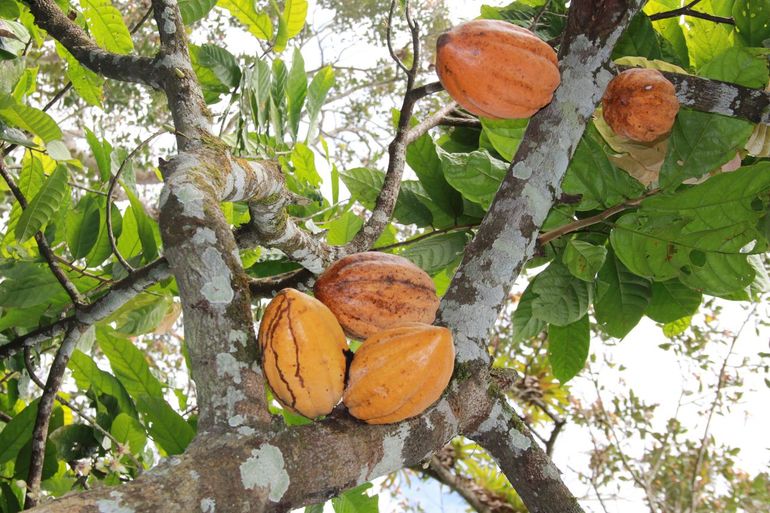 Cacoa tree