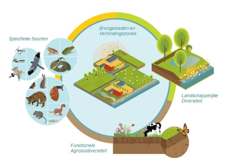 Conceptueel kader biodiversiteit 