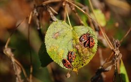 Lindeblad met vuurwants