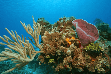 Healthy coral reef