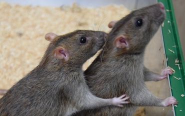 A rat helps another to clean its neck from salt water