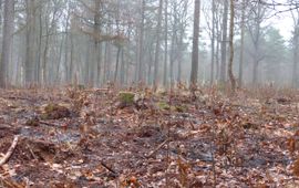 Bodem enten op de Hoge Veluwe (1)