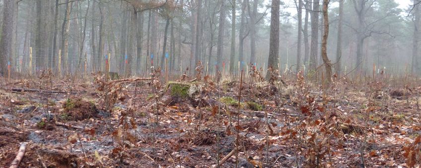 Bodem enten op de Hoge Veluwe (1)