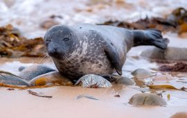 Shutterstock Gewone zeehond (eenmalig gebruik WUR)