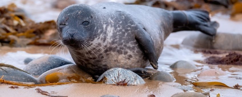 Gewone zeehond (eenmalig gebruik WUR)