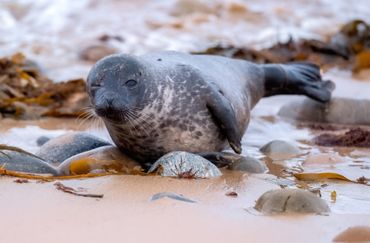 Gewone zeehond