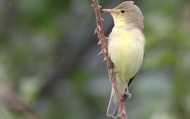 Aat Benders Spotvogel