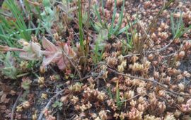 Hein van Kleef, Stichting Bargerveen Watercrassula