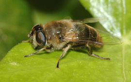 Roy Kleukers Blinde bij (Eristalis tenax), vrouwtje.