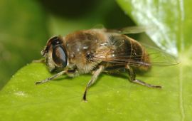 Blinde bij (Eristalis tenax), vrouwtje.