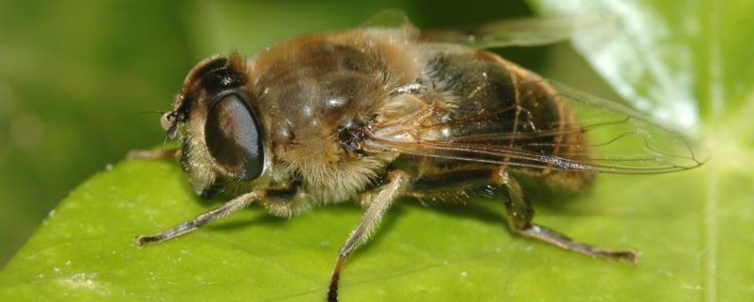 Blinde bij (Eristalis tenax), vrouwtje.