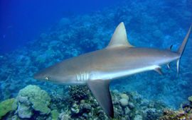 Grey reef shark