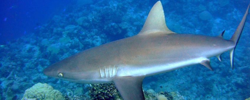 Grey reef shark