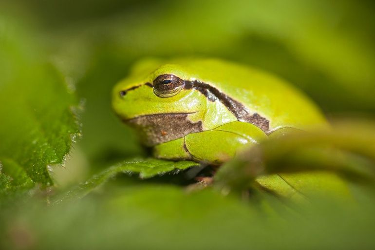 Boomkikkers houden van het Kempen~Broek. Ze leven er niet in speciaal gegraven poelen, maar ze zoeken hun eigen weg in het door grote grazers begraasde halfopen landschap. Zonnend op een braam, zoals op deze foto, zijn ze perfect gecamoufleerd en alleen met een getraind oog, of met veel geluk, te ontdekken