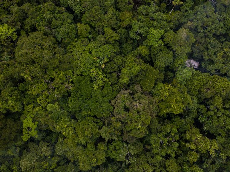 Het Colombiaanse regenwoud