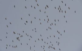 Ciconia ciconia. Ooievaar op trek