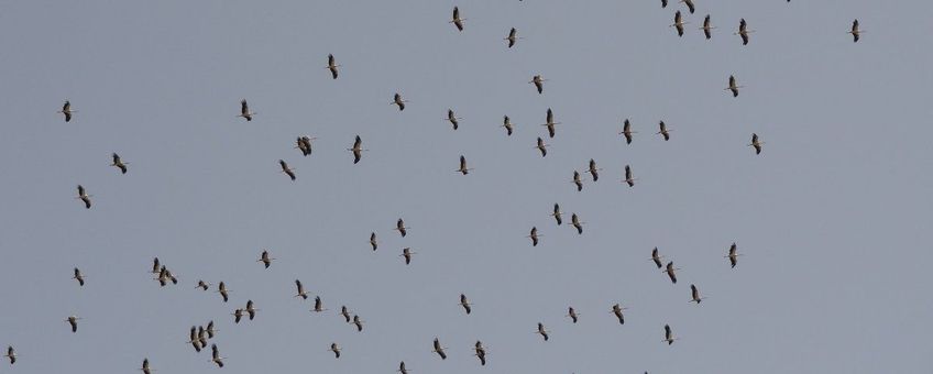 Ciconia ciconia. Ooievaar op trek