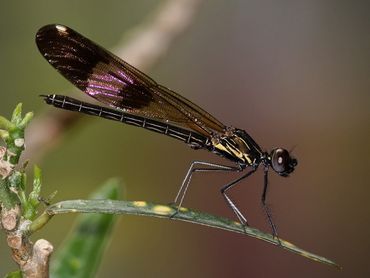 In veel landen, zoals Nepal waar deze Rhinocypha unimaculata voorkomt, weten we weinig over de trends van libellensoorten