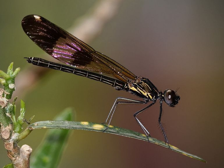 In many countries such as Nepal where this Rhinocypha unimaculata occurs, we know very little about trends in dragonflies