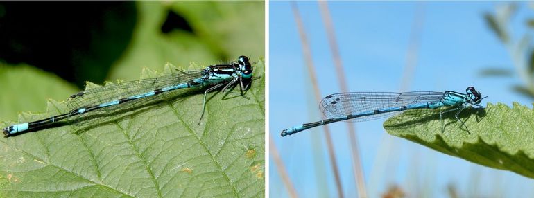 Variabele waterjuffer (links) en azuurwaterjuffer (rechts)